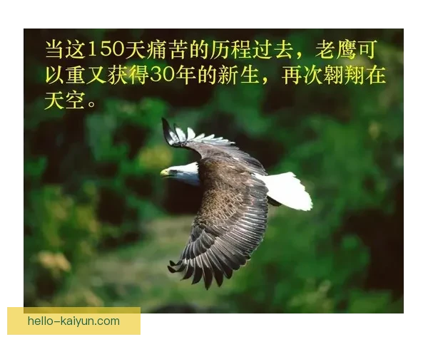 老鹰队重生之路 从年轻核心到未来冠军的崛起